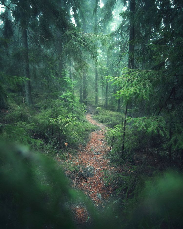 Лес в Финляндии слушать Звуки природы на ночь детям