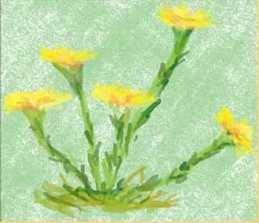 Стих Мать-и-мачеха читать для детей онлайн из коллекции про природу цветы