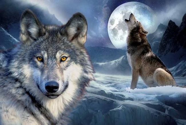 Стих Волк читать для детей онлайн из коллекции про животных