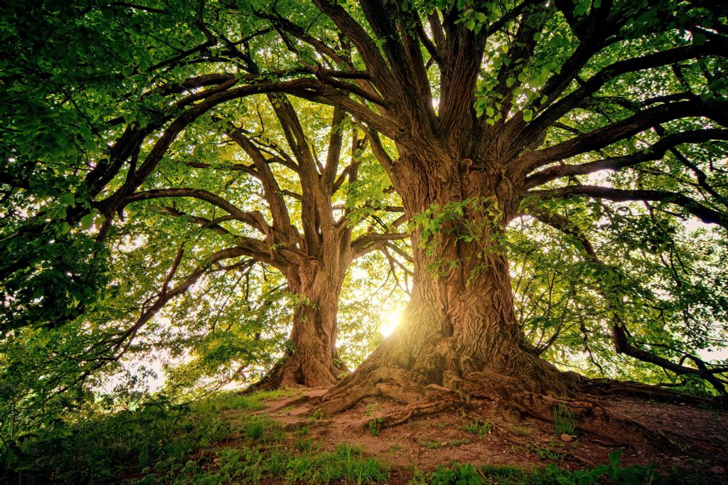 Загадки про деревья для детей с ответами