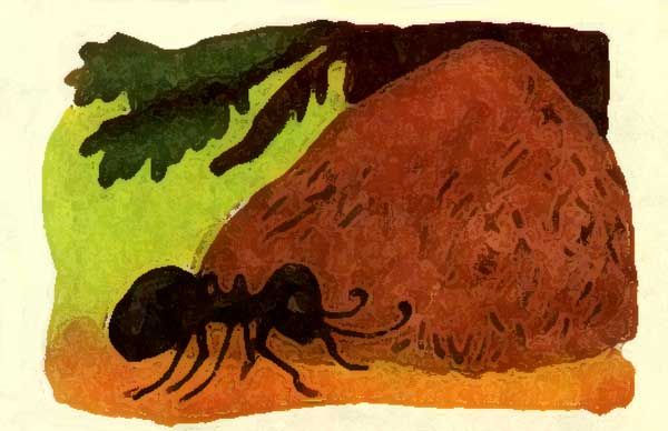 Под ёлкой спрятался муравейник