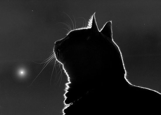 Стих Грусть кота Оксаны Ахметовой из коллекции про природу космос