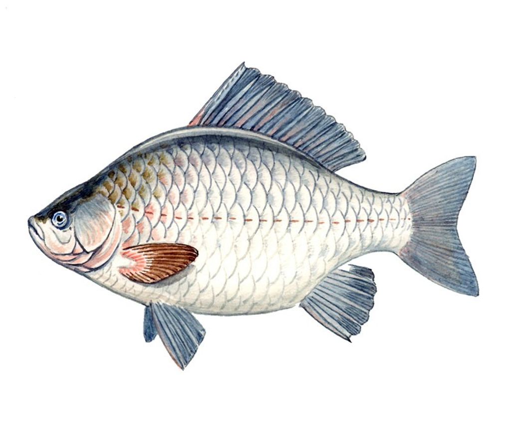 Рыба серебристый Карасик