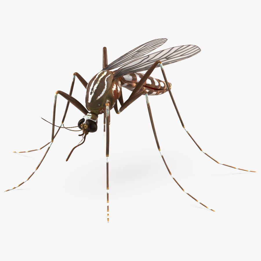 Стих Комар читать для детей онлайн из коллекции про животных и насекомых
