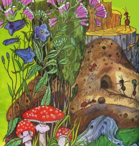 В роще вырос можжевельник