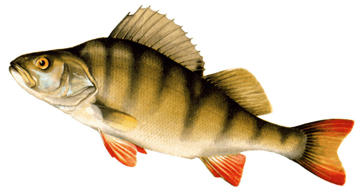 Стих Окунь читать для детей онлайн из коллекции про животных и рыб