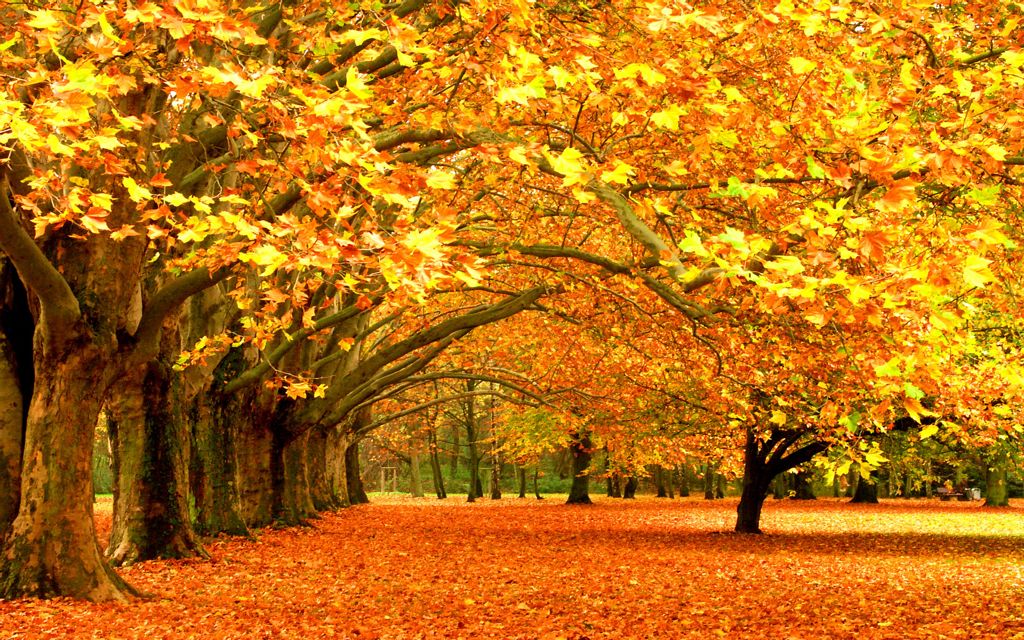 Стих Осень, осень... Тимофея Белозерова из коллекции про времена года осень