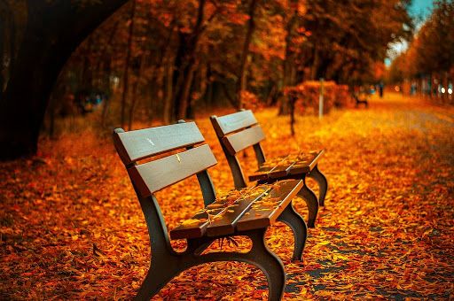 Стих Осень в парке И. Винокурова из коллекции про времена года осень