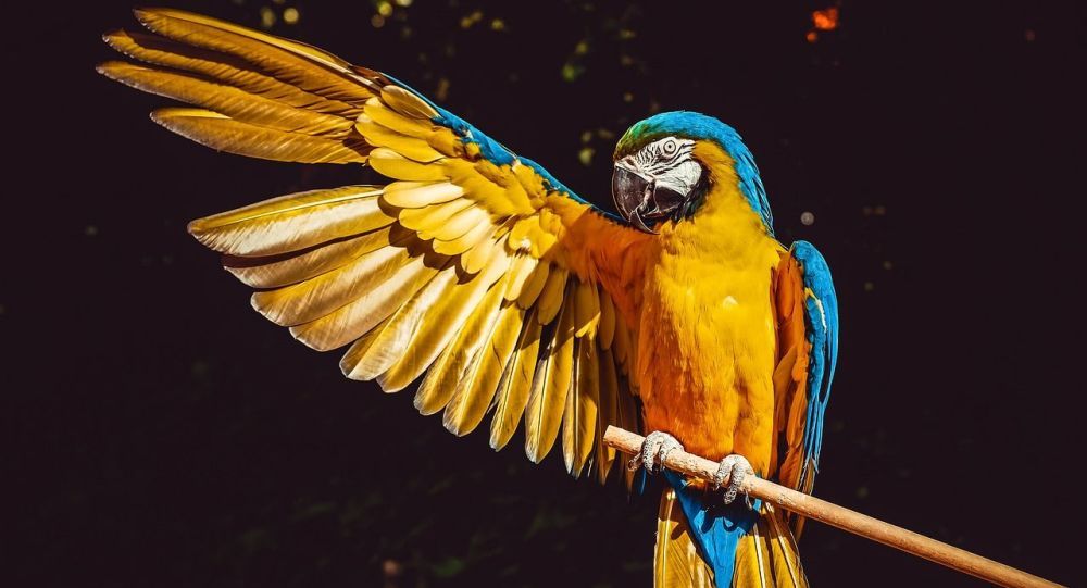Стих Попугай читать для детей онлайн из коллекции про животных и птиц