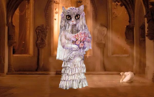 кошка в качестве невесты