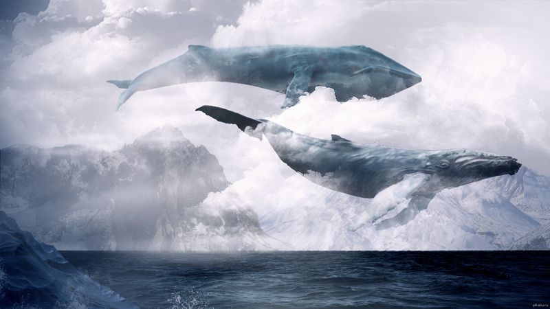 Волшебные песни китов слушать Звуки природы на ночь детям