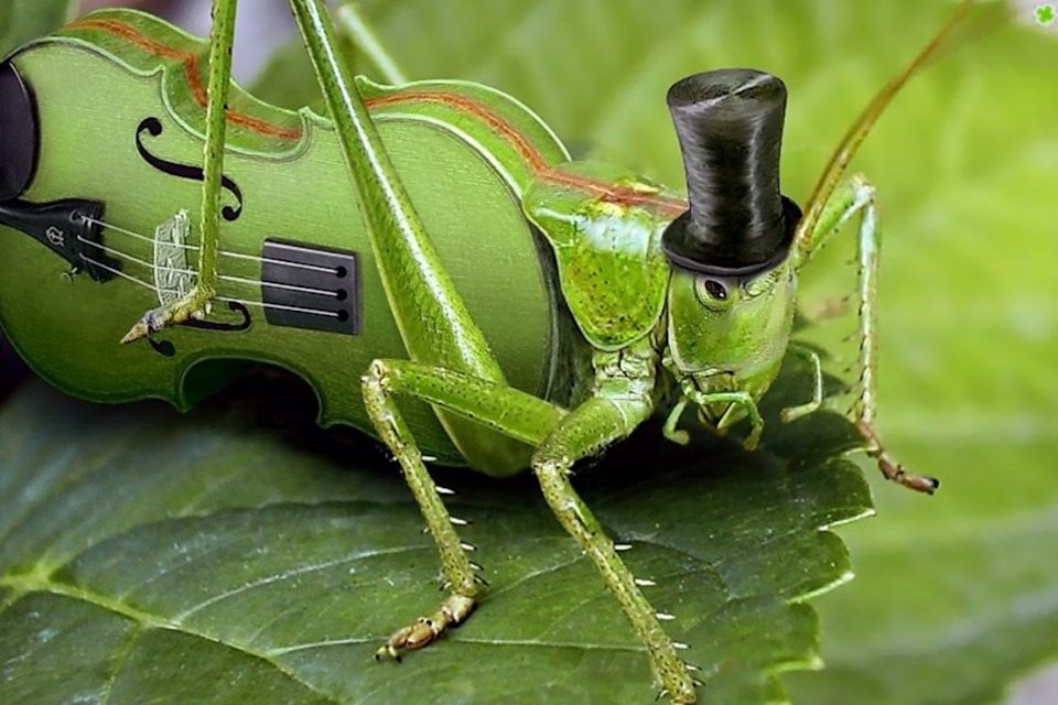 За печкою поёт сверчок слушать колыбельную музыку